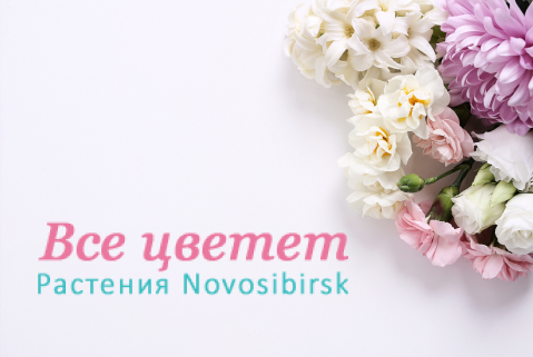 Разработка интернет магазина vse-tsvetet.ru