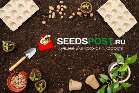 Техническая поддержка сайта seedspost.ru